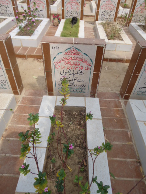 6542 – Shakeela Naqvi