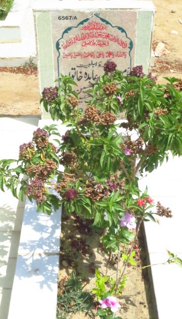 16567 – Zakira Ahlaibait Abida Khatoon