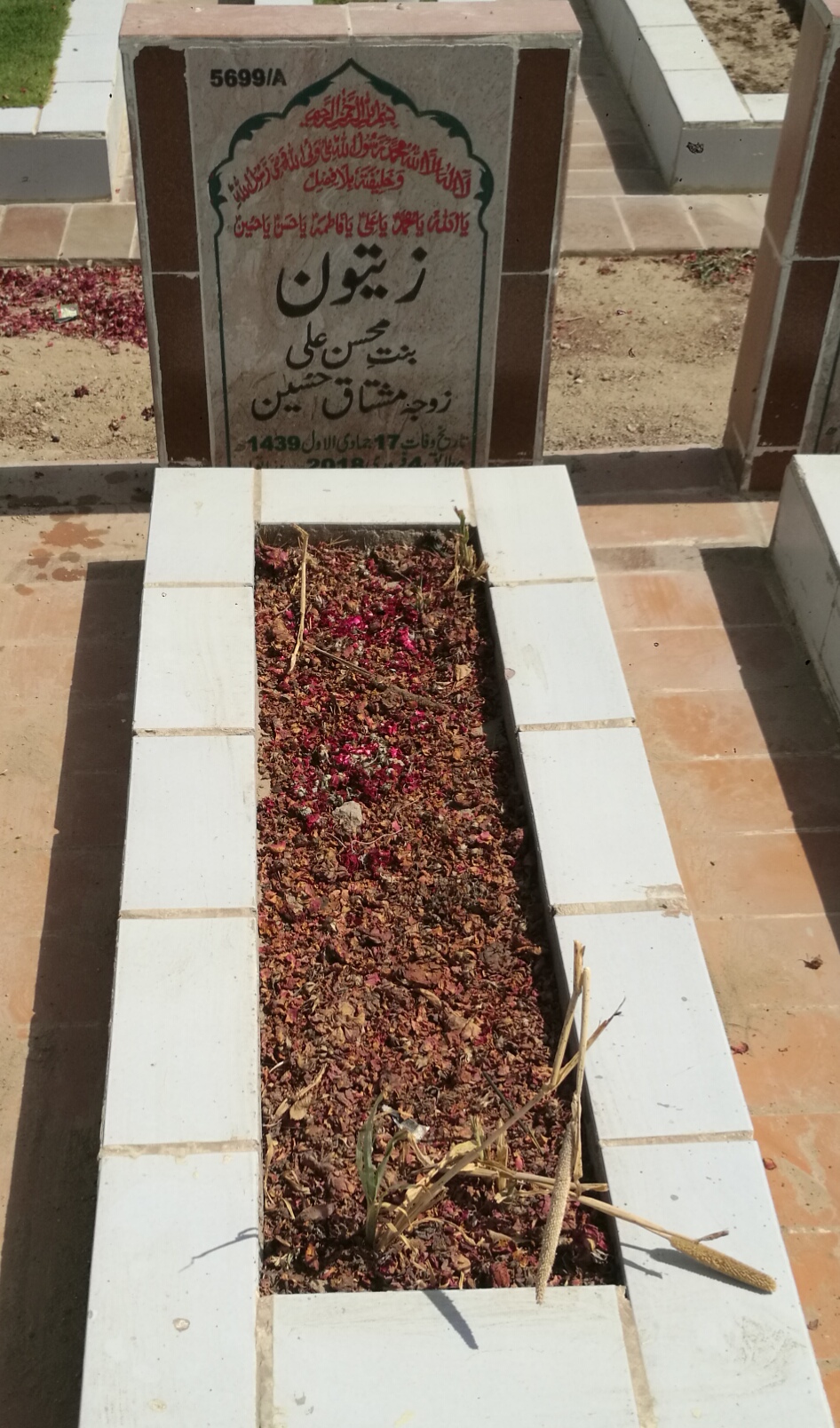 15699 – Zaitoon