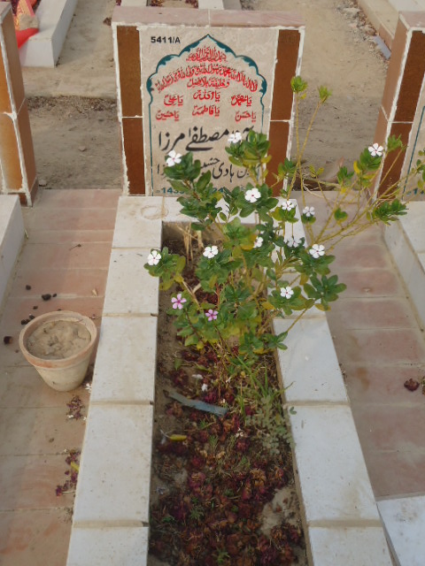 15411 – Agha Mustafa Mirza