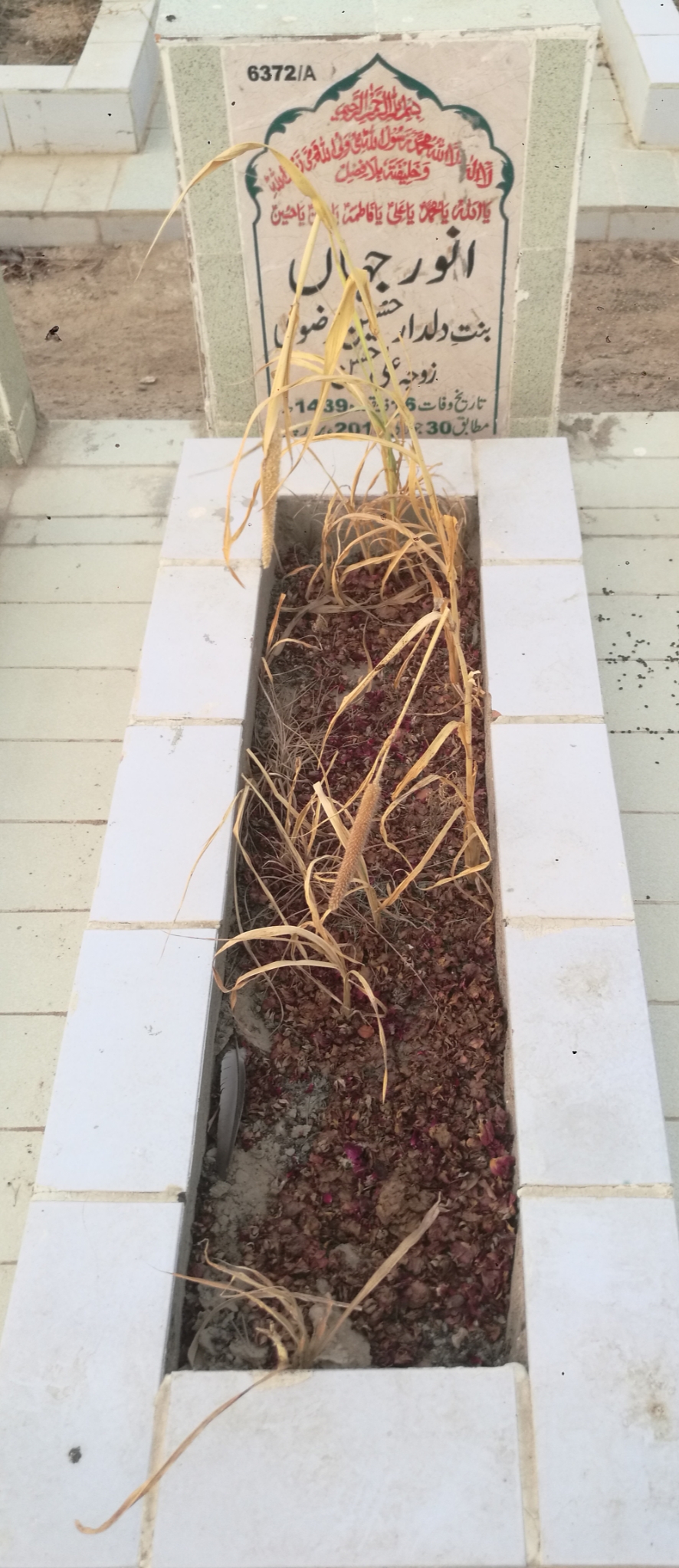 16372 – Anwar Jahan