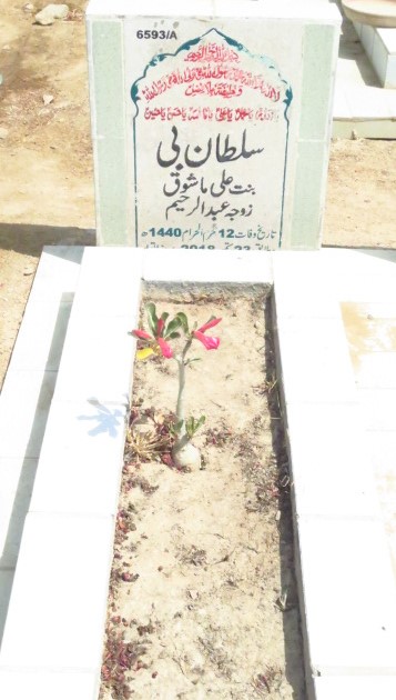 16593 – Sultan Bi